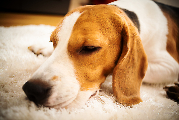 포토 JPG 해외이미지 동물 행복 포유류 자연 휴식 바닥 아파트 주택 실내 따뜻함 사람없음 내부 반려동물 소파 갈색 카펫 방 흰색 침대 잠 휴게실 유머 개 코 사냥개 비글 주둥이 송곳니 거짓말 기르기 유래 안락 해외202004 해외포토 감정 컬러 가구 컨셉 의자 건물 신체부위 치아 생태계 돌봄 파일형식 이미지허브