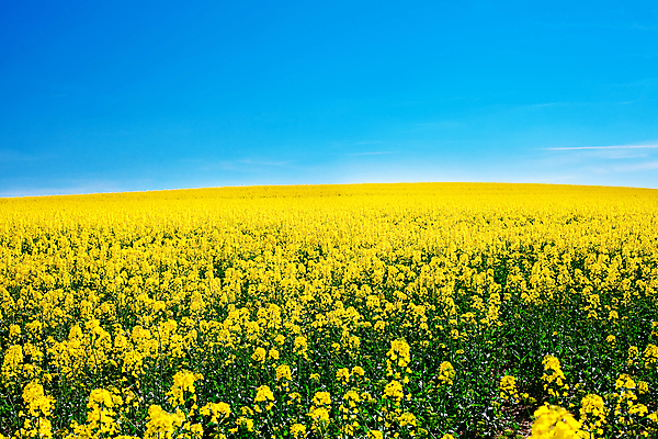 포토 JPG 해외이미지 주간 꽃밭 봄꽃 자연 하늘 풍경 사람없음 야외 봄 유채 유채밭 해외202004 해외포토 자연요소 계절 꽃 밭 생태계 파일형식 이미지허브