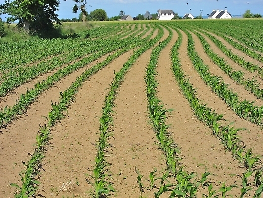 포토 JPG 해외이미지 식물 밭 농업 주택 옥수수 사람없음 농작물 농장 흙 성장 시골 속도 밭일 줄서기 해외202004 해외포토 산업 모션 곡류 건물 파일형식 이미지허브