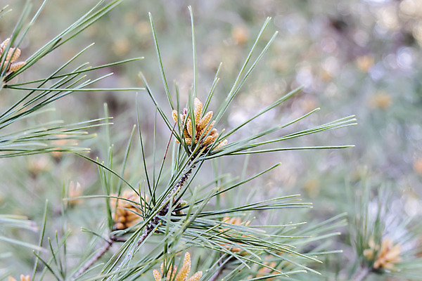 포토 JPG 해외이미지 나무 식물 계절 백그라운드 겨울 과일 자연 건조 씨앗 사람없음 야외 목재 장식 가로 초록색 갈색 수확 가을 나뭇가지 신선 소나무 그룹 숲 12월 묘사 질감 솔방울 상록수 침엽수 원뿔 내추럴 가문비나무 해외202004 해외포토 도형 컬러 농업 재료 날짜 생태계 파일형식 이미지허브