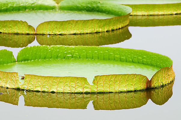 포토 JPG 해외이미지 식물 접시 공원 꽃잎 꽃 호수 선 백그라운드 잎 꽃무늬 패턴 자연 사람없음 야외 초록색 물 빛 반사 정원 벚꽃 연못 원형 개화 가장자리 숲 큼 당구 질감 거인 내추럴 이국적 해외202004 해외포토 자연요소 도형 식기 공공시설 컬러 무늬 구기 둘레 크기 생태계 파일형식 이미지허브