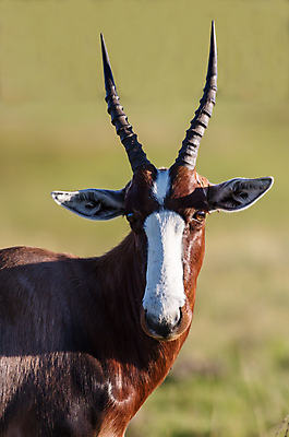 포토 JPG 해외이미지 동물 응시 얼굴 야생동물 포유류 아프리카 뿔 사람없음 갈색 달러 흰색 사파리 날카로움 귀 영양 경보 남아프리카 해외202004 해외포토 시선 나라 컬러 돈 신체부위 파일형식 이미지허브