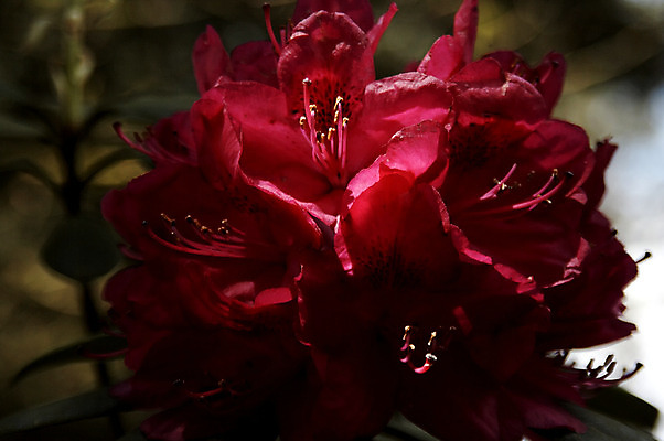 포토 JPG 해외이미지 식물 공원 꽃잎 꽃 분홍색 잎 자연 그림자 씨앗 사람없음 초록색 빛 햇빛 정원 보라색 봄 활발 벚꽃 개화 진달래 시트 꽃수술 파스텔톤 해외202004 해외포토 계절 공공시설 컬러 컨셉 태양 생태계 파일형식 이미지허브