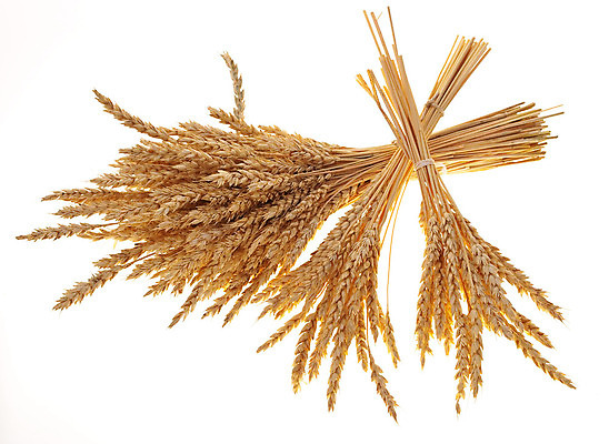 포토 JPG 해외이미지 식물 음식 빵 줄기 백그라운드 밭 농업 건조 건강 옥수수 씨앗 사람없음 농작물 농장 노란색 식사 수확 껍질 흰색 시골 못 황금 농부 낟알 밀 알맹이 귀 밀짚 내추럴 고립 밭일 호밀 해외202004 해외포토 직업 산업 컬러 곡류 신체부위 공구 짚 파일형식 이미지허브