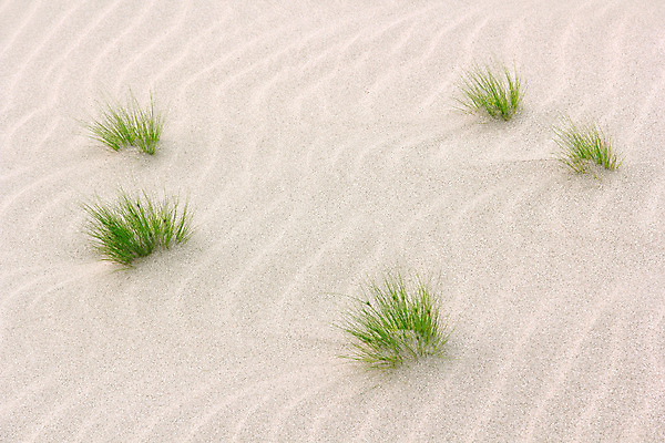 포토 JPG 해외이미지 물결 모래 파도 백그라운드 패턴 자연 추상 건조 사람없음 초록색 갈색 사막 뜨거움 그룹 작음 모래언덕 질감 해외202004 해외포토 바다 컬러 무늬 크기 언덕 생태계 파일형식 이미지허브