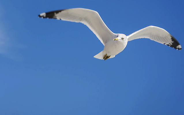 포토 JPG 해외이미지 동물 구름 1 야생동물 바다 백그라운드 컨셉 날개 자연 갈매기 조류 하늘 사람없음 야외 여름 파란색 햇빛 태양 우주 환경 검은색 펼침 자유 흰색 비행 깃털 부리 장면 내추럴 고립 무료 생태학 해외202004 해외포토 자연요소 계절 교육 컬러 모션 생태계 파일형식 이미지허브