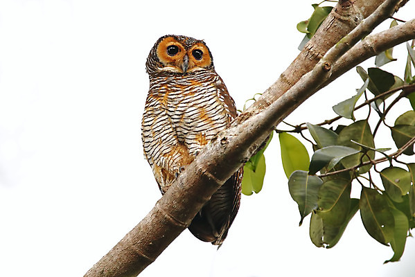 포토 JPG 해외이미지 나무 동물 여자 남자 아시아 얼굴 야생동물 백그라운드 날개 자연 조류 사람없음 야외 목재 가로 초록색 컬러풀 머리 환경 나뭇가지 점 막대기 닫기 숲 깃털 꼬리 부리 부엉이 서식지 생태학 이국적 해외202004 해외포토 식물 교육 나라 컬러 재료 모션 사람 신체부위 생태계 파일형식 이미지허브