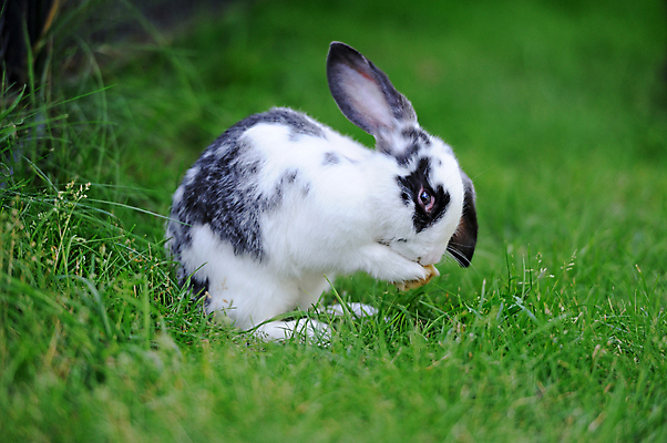 포토 JPG 해외이미지 동물 야생동물 포유류 자연 부활절 수염 털 사람없음 초록색 농장 갈색 정원 봄 회색 토끼 달콤 먹기 귀 정맥 뒤뜰 해외202004 해외포토 계절 기념일 컬러 농업 모션 신체부위 반려동물 맛 생태계 혈관 파일형식 이미지허브