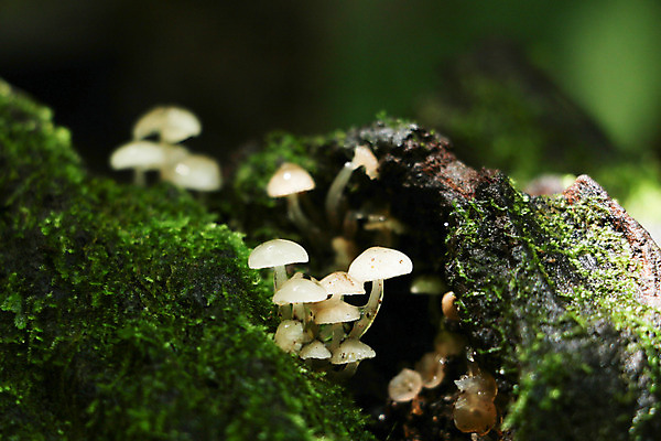 포토 JPG 해외이미지 식물 템플릿 디자인 백그라운드 잎 패턴 자연 추상 프레임 사람없음 초록색 여름 빛 환경 봄 성장 신선 작음 유기농 질감 내추럴 해외202004 해외포토 웰빙 계절 컬러 무늬 크기 생태계 파일형식 이미지허브