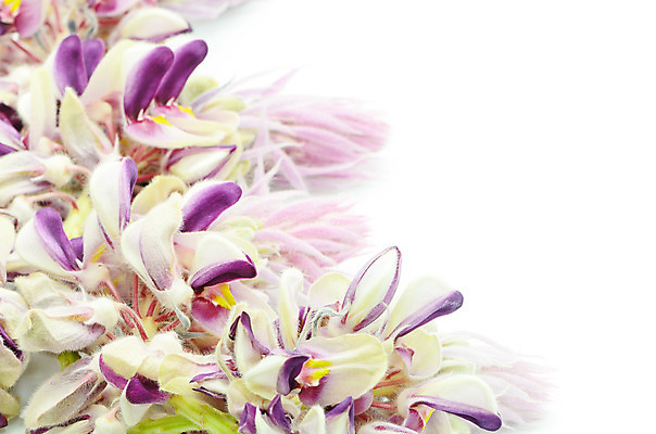 포토 JPG 해외이미지 식물 꽃잎 꽃 아시아 백그라운드 꽃무늬 농업 태국 자연 동양인 사람없음 야외 파란색 컬러풀 벚꽃 가을 허브 흰배경 원예 완두콩 내추럴 고립 이국적 해외202004 해외포토 계절 나라 산업 컬러 무늬 콩 인종 취미 흰색 생태계 파일형식 이미지허브