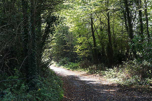 포토 JPG 해외이미지 나무 길 잎 건강 사람없음 운동 나뭇가지 시골 오솔길 그리너리 해외202004 해외포토 식물 파일형식 트랜드컬러 이미지허브