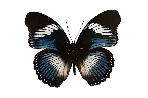 포토 JPG 해외이미지 동물 디자인 나비 곤충 백그라운드 절지류 날개 추상 안테나 사람없음 파란색 빛 컬러풀 환경 검은색 흰색 점 수집 싱글 내추럴 고립 동물상 터키석 해외202004 해외포토 컬러 무늬 통신 조형물 보석 파일형식 이미지허브