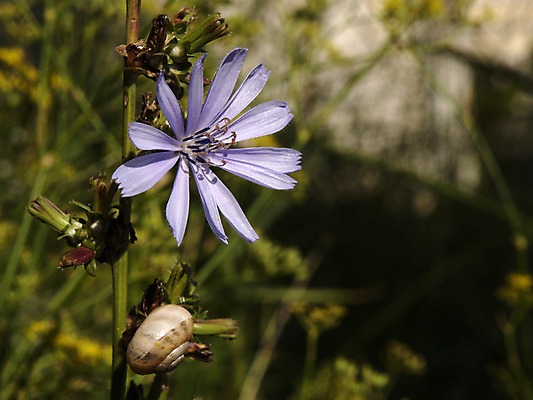 포토 JPG 해외이미지 식물 꽃 자연 사람없음 허브 달팽이 동물상 해외202004 해외포토 연체동물 조형물 생태계 파일형식 이미지허브