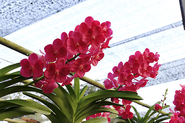 포토 JPG 해외이미지 식물 꽃잎 꽃 꽃다발 꽃무늬 사람없음 빨간색 초록색 컬러풀 벚꽃 개화 난초 호접란 해외202004 해외포토 컬러 무늬 파일형식 이미지허브