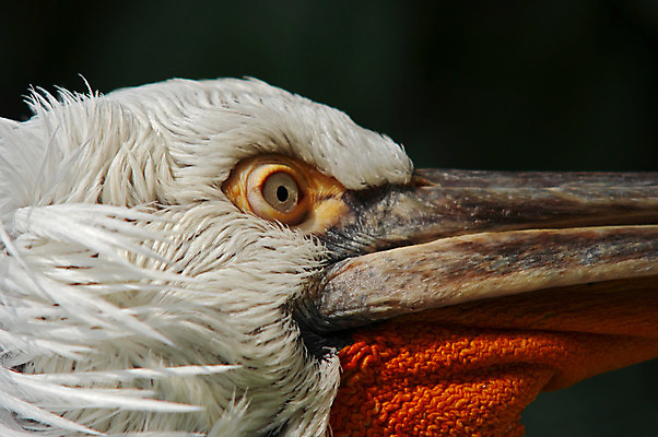 포토 JPG 해외이미지 동물 자연 조류 사람없음 머리 펠리컨 깃털 묘사 부리 펜촉 계산서 해외202004 해외포토 신체부위 펜 생태계 파일형식 이미지허브