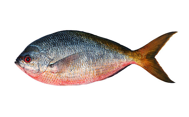 포토 JPG 해외이미지 동물 음식 바다 백그라운드 다이어트 재료 낚시 건강 육류 어류 요리 사람없음 물 견본 주방 냉동 수중 흰색 신선 잡기 은색 먹기 해산물 피부 꼬리 날것 영양 태평양 어장 내추럴 고립 단백질 민물 오메가 해외202004 해외포토 자연요소 컬러 식재료 모션 레저 신체부위 수중동물 영양소 파일형식 이미지허브