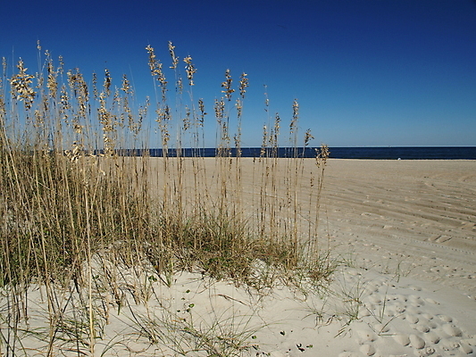 포토 JPG 해외이미지 식물 모래 바다 자연 하늘 풍경 사람없음 야외 물 여름 파란색 모래언덕 해외202004 해외포토 자연요소 계절 컬러 언덕 생태계 파일형식 이미지허브