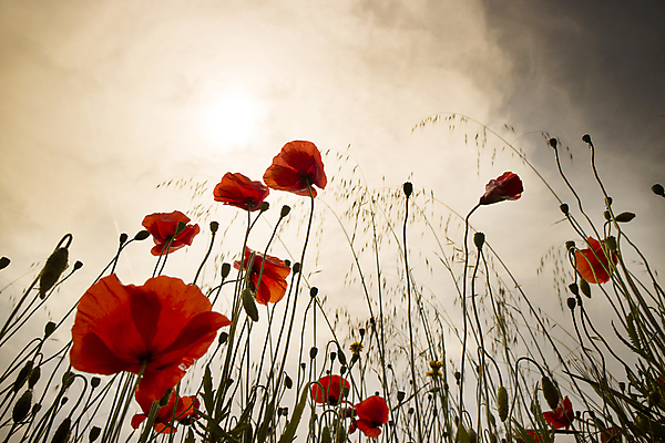 포토 JPG 해외이미지 식물 꽃잎 꽃 백그라운드 꽃무늬 자연 사람없음 야외 장식 빨간색 정원 일몰 봄 개화 양귀비 내추럴 취급주의 해외202004 해외포토 계절 컬러 무늬 경고 노을 생태계 파일형식 이미지허브