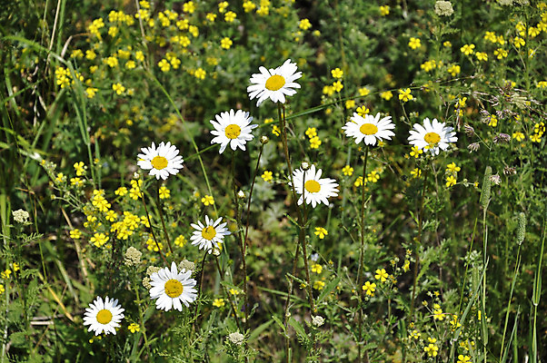포토 JPG 해외이미지 식물 꽃잎 꽃 자연 사람없음 초록색 여름 약 노란색 벚꽃 흰색 허브 캐모마일 해외202004 해외포토 계절 컬러 의학 생태계 파일형식 이미지허브