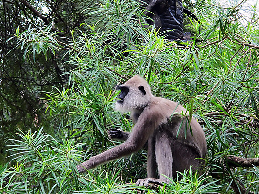 포토 JPG 해외이미지 나무 동물 아시아 야생동물 털 사람없음 초록색 회색 원숭이 모피 먹기 동물상 수유 스리랑카 해외202004 해외포토 식물 나라 컬러 포유류 모션 조형물 파일형식 이미지허브