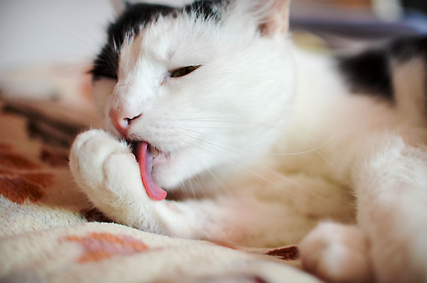 포토 JPG 해외이미지 동물 1 응시 분홍색 포유류 털 실내 사람없음 초록색 반려동물 머리 검은색 고양이 흰색 코 거짓말 혼자 해외202004 해외포토 시선 컬러 내부 신체부위 파일형식 이미지허브