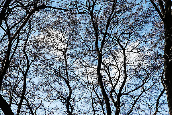 포토 JPG 해외이미지 나무 식물 구름 디자인 응시 계절 공원 실루엣 선 백그라운드 컨셉 잎 겨울 자연 벽지 하늘 추상 건조 미술 풍경 사람없음 야외 목재 파란색 환경 정원 검은색 봄 회색 추위 성장 가을 흰색 나뭇가지 죽음 숲 오브젝트 질감 반대 내추럴 고립 벌거벗은 옛날 해외202004 해외포토 자연요소 시선 공공시설 컬러 무늬 재료 문화예술 촬영기법 생태계 파일형식 이미지허브