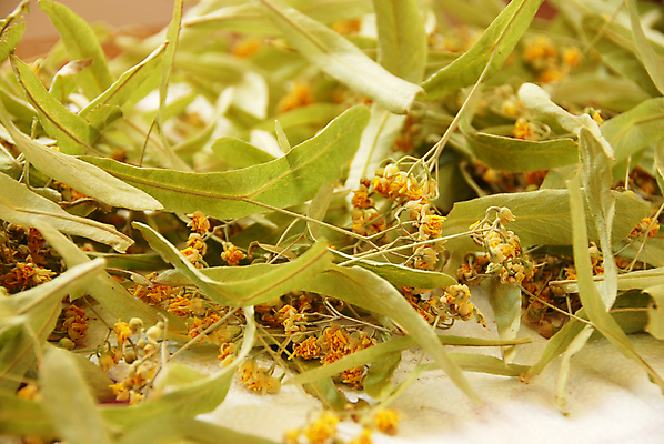 포토 JPG 해외이미지 나무 식물 웰빙 계절 꽃 음료 잎 꽃무늬 재료 건조 건강 사람없음 초록색 약 노란색 벚꽃 차 맛 약초 허브 유기농 향기 라임 향 흙더미 내추럴 해외202004 해외포토 컬러 컨셉 무늬 과일 의학 흙 풀_식물 냄새 파일형식 더미 이미지허브