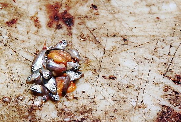 포토 JPG 해외이미지 동물 호수 스포츠 바다 백그라운드 자연 낚시 어류 어업 취미 사람없음 빨간색 물 강 장비 연못 신선 잡기 작음 유혹 오브젝트 사냥 지느러미 어장 올가미 기어 미끼 해외202004 해외포토 자연요소 산업 컬러 컨셉 모션 레저 수중동물 크기 생태계 파일형식 이미지허브