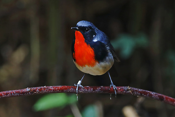 포토 JPG 해외이미지 나무 동물 여자 남자 아시아 얼굴 야생동물 백그라운드 날개 자연 조류 사람없음 야외 목재 가로 초록색 컬러풀 머리 환경 나뭇가지 막대기 닫기 숲 깃털 꼬리 부리 서식지 생태학 이국적 해외202004 해외포토 식물 교육 나라 컬러 재료 모션 사람 신체부위 생태계 파일형식 이미지허브