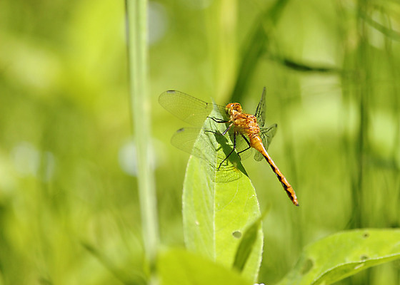 포토 JPG 해외이미지 야생동물 곤충 자연 사람없음 야외 벌레 잠자리 습지 해외202004 해외포토 동물 생태계 파일형식 이미지허브
