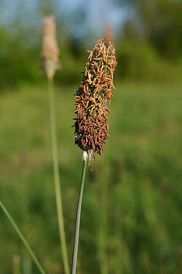 포토 JPG 해외이미지 식물 계절 꽃 밭 자연 잔디 사람없음 야외 초록색 물 여름 빛 성장 벚꽃 볏짚 질감 꼬리 밀짚 내추럴 강렬 영원 해외202004 해외포토 자연요소 컬러 농업 짚 생태계 파일형식 이미지허브