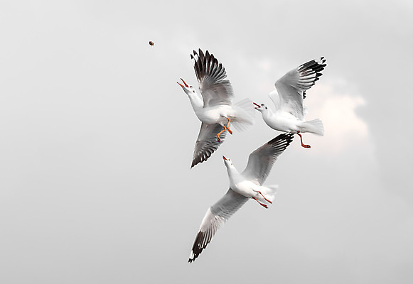 포토 JPG 해외이미지 동물 구름 음식 이동 날개 가족 자연 갈매기 조류 하늘 바람 따뜻함 사람없음 점프 검은색 경쟁 회색 흰색 잡기 뜨거움 먹이 충돌 탈출 먹기 깃털 싸움 반대 상대 적 해외202004 해외포토 자연요소 컬러 컨셉 관계 모션 날씨 생태계 파일형식 이미지허브