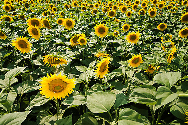 포토 JPG 해외이미지 식물 꽃잎 꽃 줄기 백그라운드 잎 밭 농업 자연 해바라기 기술 씨앗 풍경 사람없음 가로 초록색 여름 농작물 햇빛 농장 노란색 머리 환경 정원 활발 수확 성장 벚꽃 시골 그룹 황금 오브젝트 싱글 장면 꽃가루 멀티 세련 해외202004 해외포토 계절 산업 컬러 컨셉 신체부위 태양 가루 생태계 파일형식 이미지허브