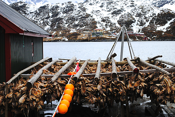 포토 JPG 해외이미지 낚시 건조 노르웨이 어류 사람없음 주식 해산물 식품점 전문 해외202004 해외포토 유럽 레저 금융 상점 수중동물 파일형식 이미지허브