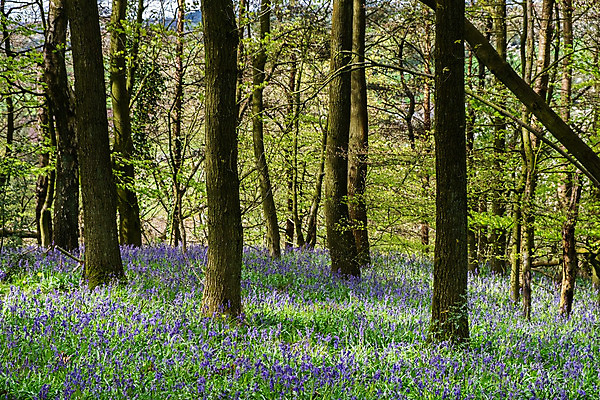 포토 JPG 해외이미지 나무 식물 영어 꽃 여행 잎 자연 휴가 영국 잉글랜드 풍경 사람없음 야외 목재 여름 파란색 컬러풀 햇빛 평화 보라색 봄 카펫 활발 들꽃 벚꽃 시골 개화 숲 제비꽃 그림 내추럴 강렬 블루벨 삼림지대 해외202004 해외포토 문자 계절 유럽 컬러 컨셉 재료 태양 생태계 파일형식 이미지허브