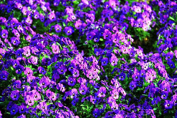 포토 JPG 해외이미지 식물 계절 공원 꽃잎 꽃 분홍색 백그라운드 잎 꽃무늬 자연 사람없음 야외 초록색 파란색 컬러풀 노란색 정원 보라색 봄 활발 벚꽃 흰색 신선 개화 우아함 제비꽃 묘사 내추럴 해외202004 해외포토 공공시설 컬러 컨셉 무늬 생태계 파일형식 이미지허브