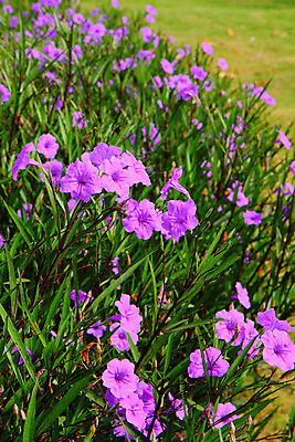 포토 JPG 해외이미지 식물 계절 꽃잎 꽃 시계 백그라운드 잎 꽃무늬 자연 하늘 스트레스 사람없음 초록색 파란색 컬러풀 정원 보라색 봄 벚꽃 나뭇가지 개화 자주색 제비꽃 향수 향기 냄새 포도나무 라일락 내추럴 해외202004 해외포토 나무 컬러 무늬 화장품 과일나무 생태계 파일형식 이미지허브