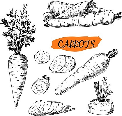 EPS 해외이미지 식물 선 음식 채소 일러스트 재료 자연 건강 요리 세트 농장 주방 식당 정원 검은색 식사 저녁식사 당근 수확 그룹 수집 메뉴 그림 유기농 원예 칼로리 판화 내추럴 해외202004 해외일러스트 웰빙 컬러 농업 뿌리채소 미술 취미 상점 생태계 파일형식 벡터 이미지허브