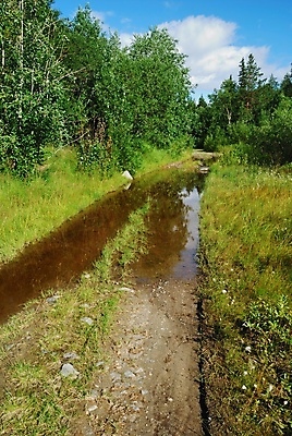 포토 JPG 해외이미지 도로 잎 자연 풍경 사람없음 야외 목재 초록색 물 여름 반사 숲 바퀴자국 웅덩이 먼지 진흙 방법 해외202004 해외포토 자연요소 나무 식물 계절 길 컬러 재료 교통시설 자국 생태계 파일형식 이미지허브