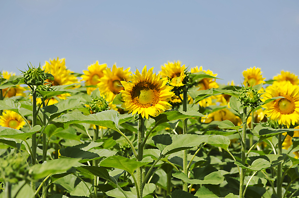 포토 JPG 해외이미지 식물 계절 꽃 백그라운드 꽃무늬 밭 농업 오렌지 자연 해바라기 풍경 사람없음 야외 초록색 여름 컬러풀 햇빛 태양 노란색 맑음 벚꽃 시골 유기농 내추럴 해외202004 해외포토 자연요소 웰빙 산업 컬러 무늬 과일 날씨 생태계 파일형식 이미지허브