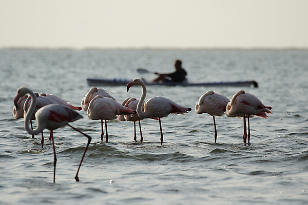 포토 JPG 해외이미지 동물 스포츠 분홍색 아프리카 조류 휴식 사람없음 물 흰색 수상스포츠 그룹 플라밍고 날씬함 카약 목 물새 나미비아 얇은 해외202004 해외포토 자연요소 나라 컬러 컨셉 신체부위 몸매 남아프리카 파일형식 이미지허브