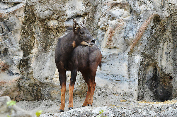 포토 JPG 해외이미지 동물 야생동물 포유류 태국 자연 산 사람없음 야외 검은색 큼 영양 해외202004 해외포토 아시아 컬러 크기 생태계 파일형식 이미지허브