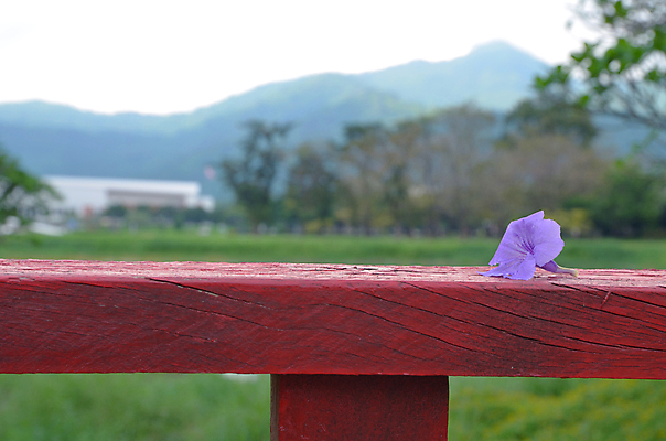포토 JPG 해외이미지 꽃 백그라운드 꽃무늬 자연 휴식 산 주택 사람없음 목재 빨간색 초록색 울타리 정원 보라색 봄 벚꽃 제비꽃 오브젝트 싱글 상쾌 해외202004 해외포토 나무 식물 계절 감정 컬러 컨셉 무늬 재료 건물 담장 생태계 파일형식 이미지허브