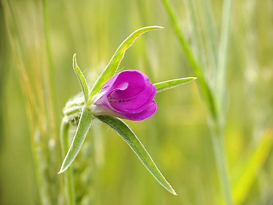 포토 JPG 해외이미지 꽃잎 꽃 줄기 분홍색 자연 사람없음 초록색 해외202004 해외포토 식물 컬러 생태계 파일형식 이미지허브
