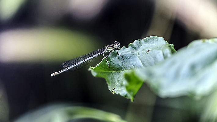 포토 JPG 해외이미지 식물 곤충 날개 자연 날씨 건강 사람없음 물 여름 컬러풀 평화 환경 봄 활발 습기 에너지 자유 우아함 잠자리 날씬함 순수 즐거움 속도 산소 강렬 기후변화 얇은 중력 완전 해외202004 해외포토 자연요소 동물 계절 감정 컬러 컨셉 원소 변화 몸매 생태계 파일형식 이미지허브