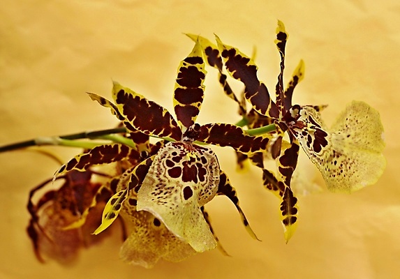 포토 JPG 해외이미지 식물 디자인 꽃 분홍색 꽃무늬 자연 사람없음 장식 초록색 스파 벚꽃 난초 우아함 아로마 해외202004 해외포토 컬러 컨셉 무늬 생태계 파일형식 이미지허브