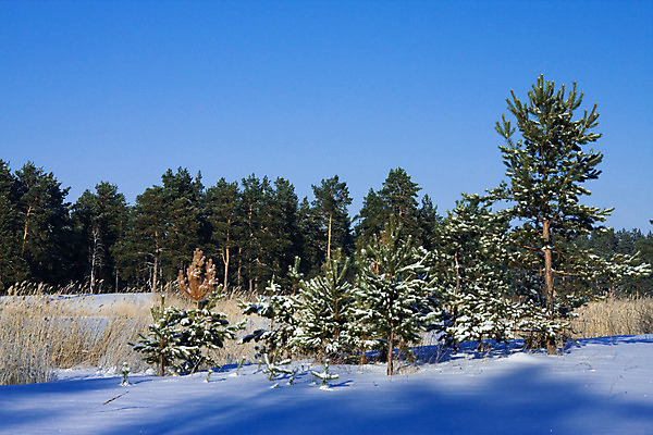 포토 JPG 해외이미지 나무 겨울 자연 하늘 그림자 풍경 사람없음 파란색 햇빛 냉동 추위 소나무 숲 서리 장면 해외202004 해외포토 식물 계절 컬러 태양 생태계 파일형식 이미지허브