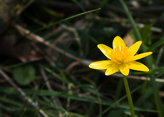 포토 JPG 해외이미지 꽃 잉글랜드 사람없음 노란색 봄 공백 시골 영원 카피스페이스 서식스 해외202004 해외포토 식물 계절 컬러 영국 파일형식 이미지허브
