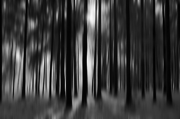 포토 JPG 해외이미지 나무 백그라운드 겨울 자연 하늘 손잡이 풍경 사람없음 태양 얼음 추위 나뭇가지 소프트포커스 숲 12월 1월 2월 폭설 해외202004 해외포토 자연요소 식물 계절 눈_날씨 촬영기법 날짜 자연재해 생태계 파일형식 이미지허브