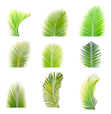 포토 JPG 해외이미지 나무 식물 줄기 백그라운드 잎 패턴 곡선 자연 손바닥 사람없음 초록색 여름 성장 흰색 나뭇가지 숲 코코넛 고립 해외202004 해외포토 손 계절 선 컬러 무늬 과일 생태계 파일형식 이미지허브